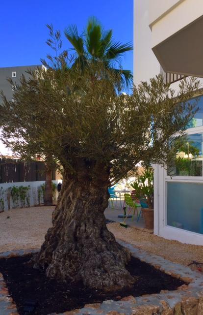 Apartamentos Es Canto (Adults Only) Platja d'en Bossa Exterior foto